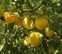 Ichang Lemon (Citrus ichangensis x Citrus paradisi)